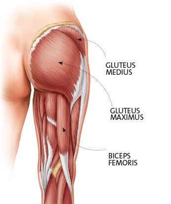 Glute-Anatomy None