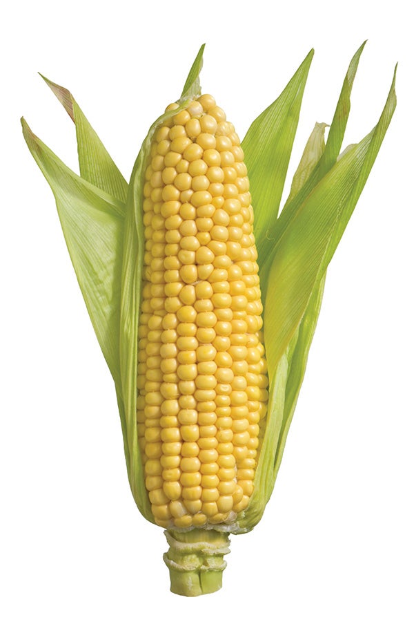 Corn Corn