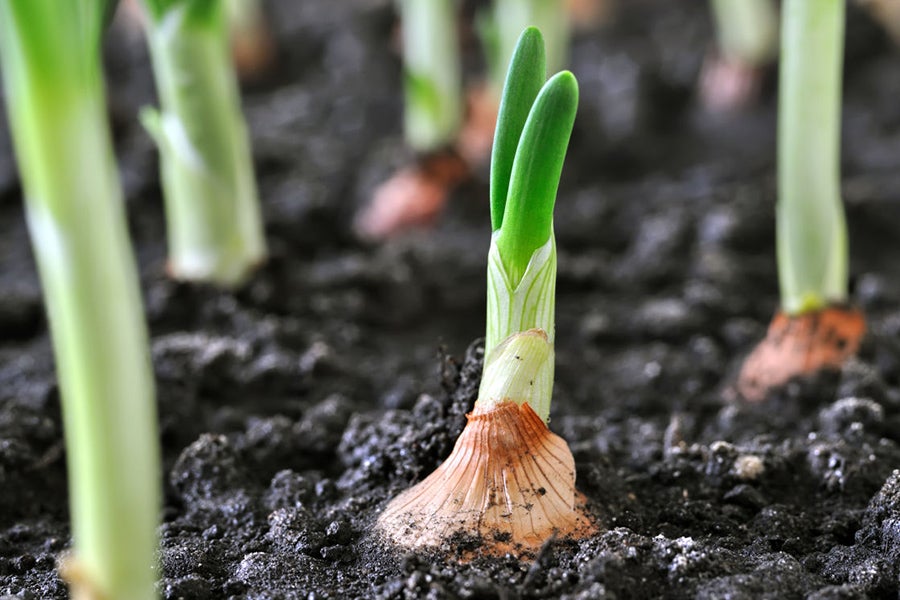 Onions Growing in Garden None