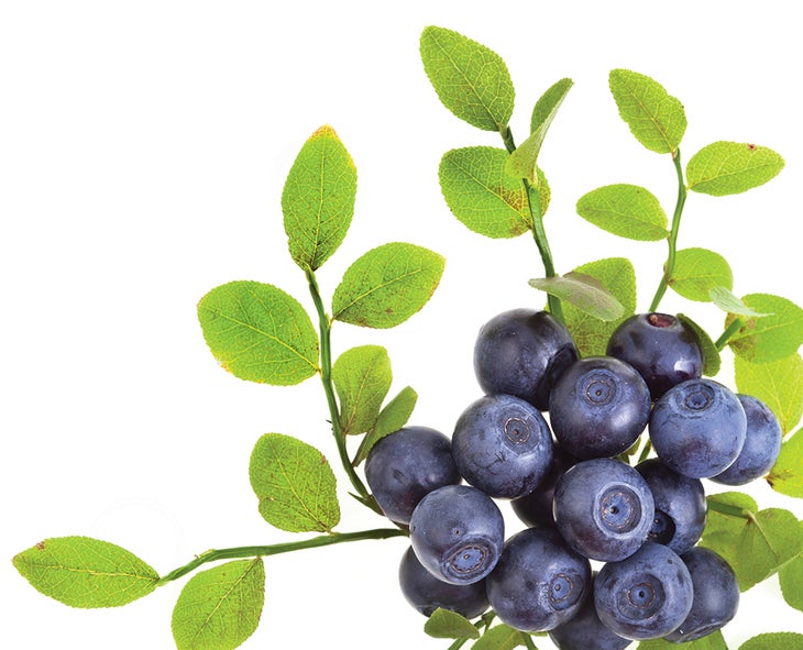 Blue-Berries-Oxygen None