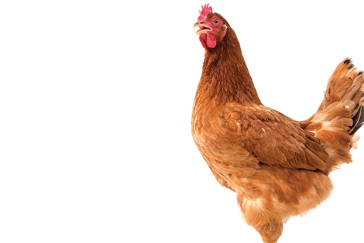 Chicken Chicken