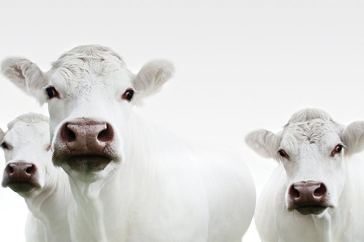 Trending Terms Cows