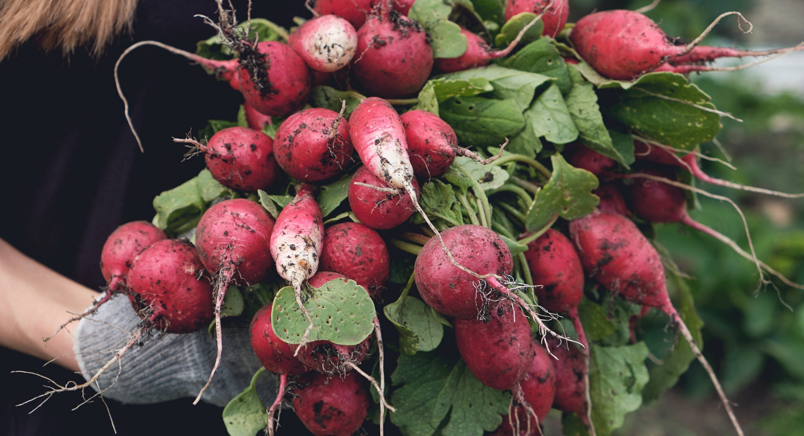 Bunch of Radishes In-Season Produce