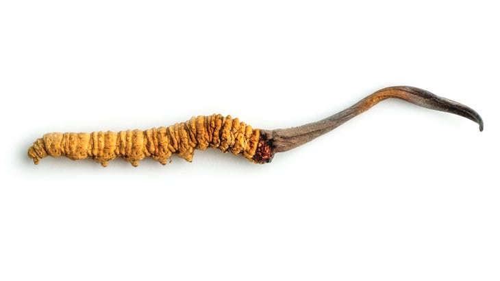 Caterpillar fungus