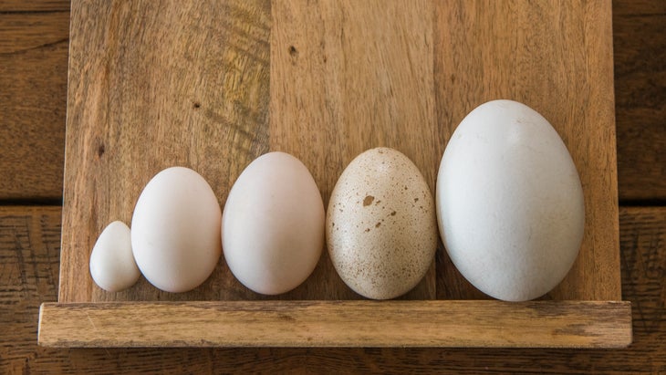 Eggs