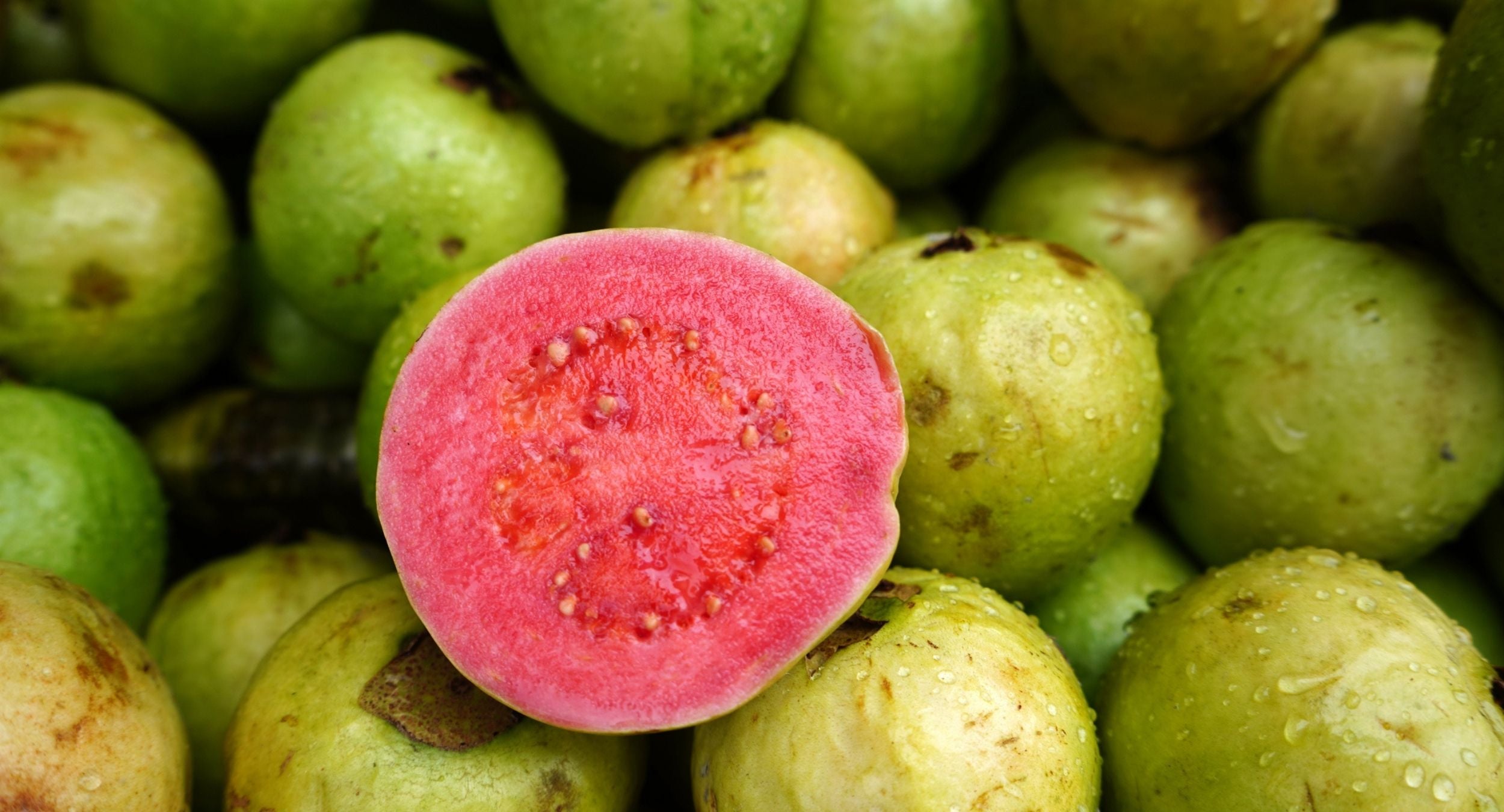 Guava Protein